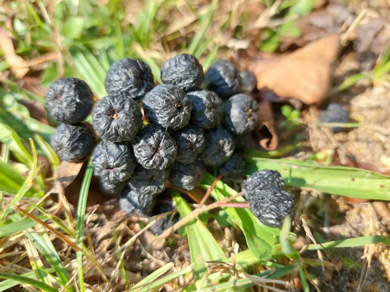 Świeże i suszone owoce aronii