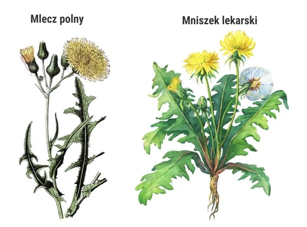 por&oacute;wnanie liści mniszka mlecza prosienicznika pępawy