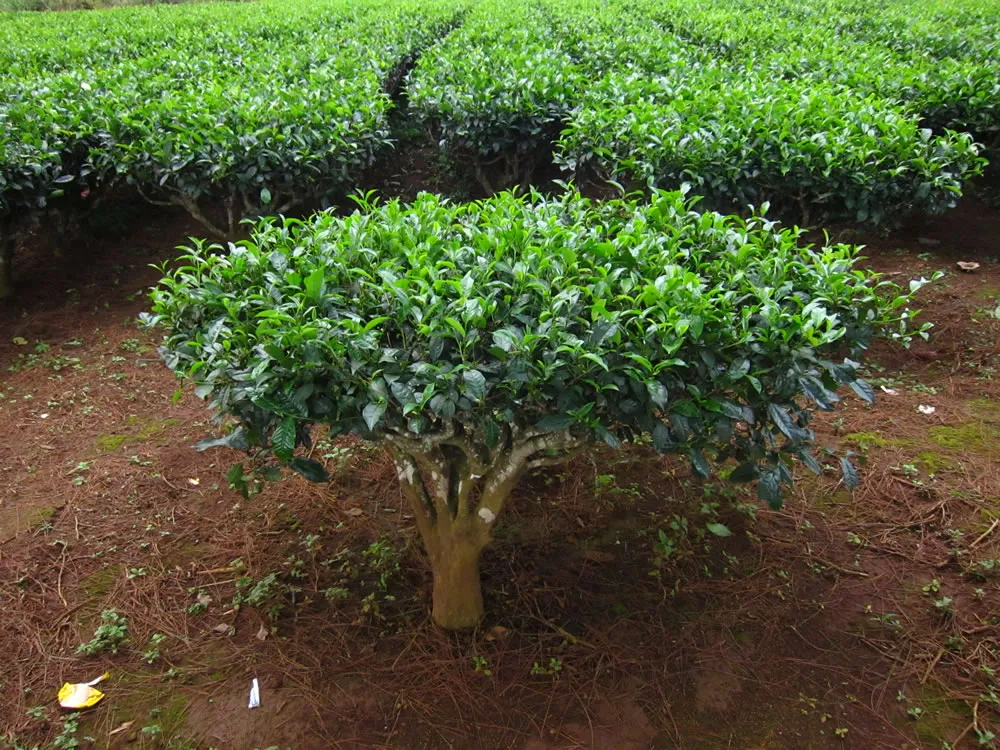 Camellia sinensis krzew herbaciany