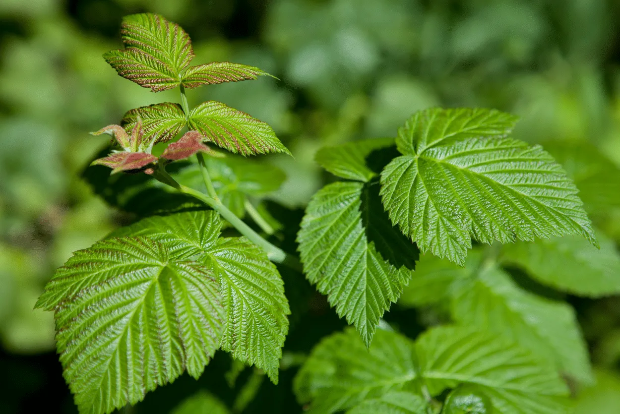zbi&oacute;r liści malin kiedy i jak