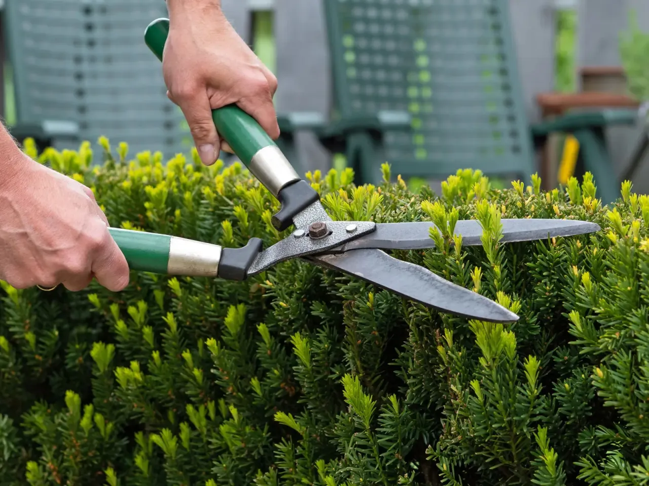 Przycinanie cisa nożycami ogrodowymi. Dowiedz się, jak i kiedy przycinać cisy, aby zachować ich piękny kształt.