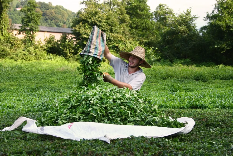 plantacja herbaty w górach