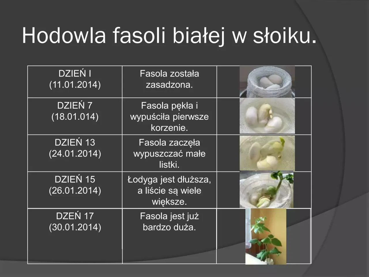 instrukcja krok po kroku hodowla fasoli w słoiku