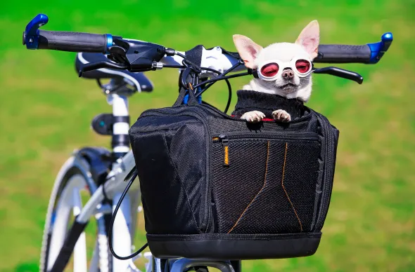 różne typy transporterów dla chihuahua