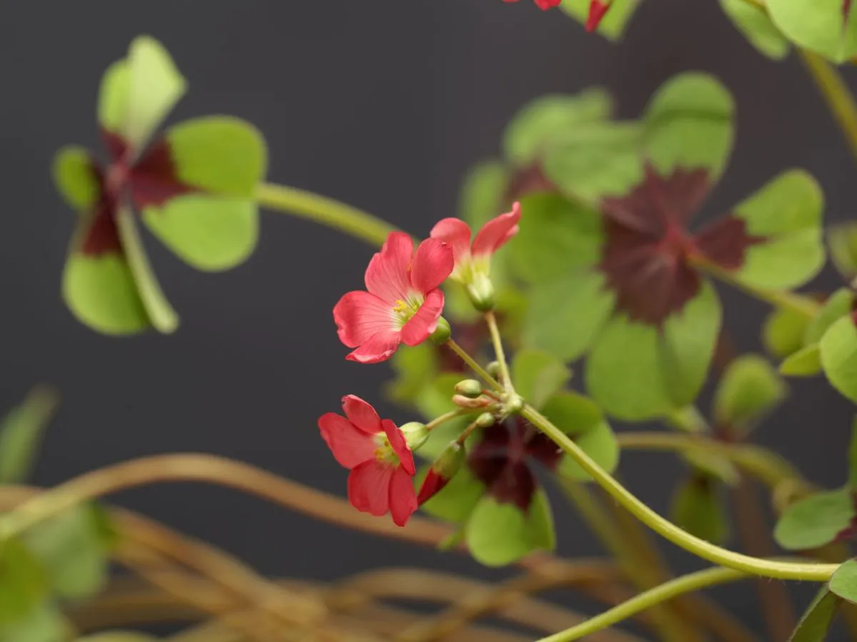 Szczawik rożkowaty liście i kwiaty zbliżenie