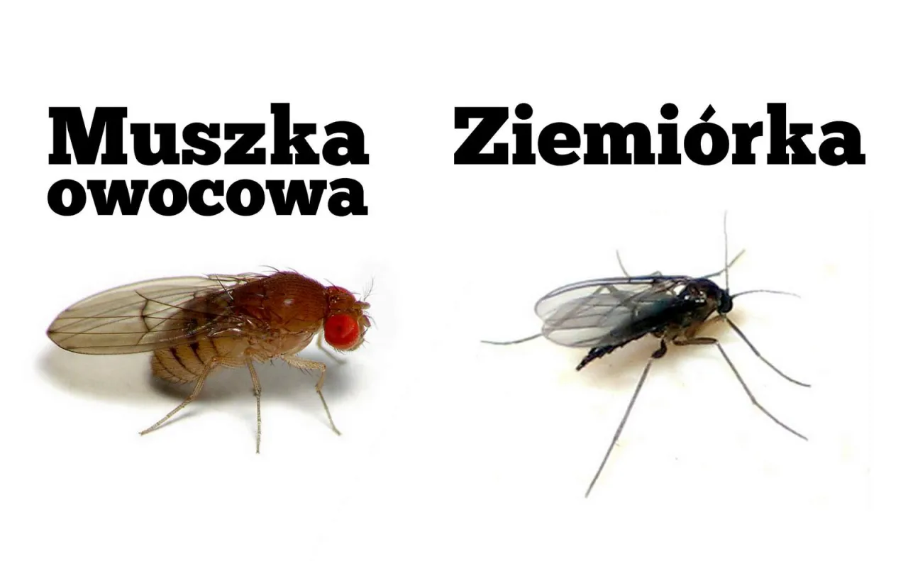 muszki owoc&oacute;wki vs ziemi&oacute;rki por&oacute;wnanie