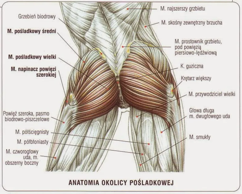 anatomia mięśni pośladkowych