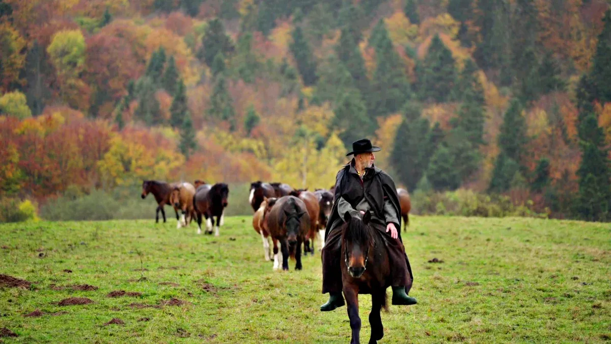 Stadnina koni huculskich Tabun Polana Bieszczady