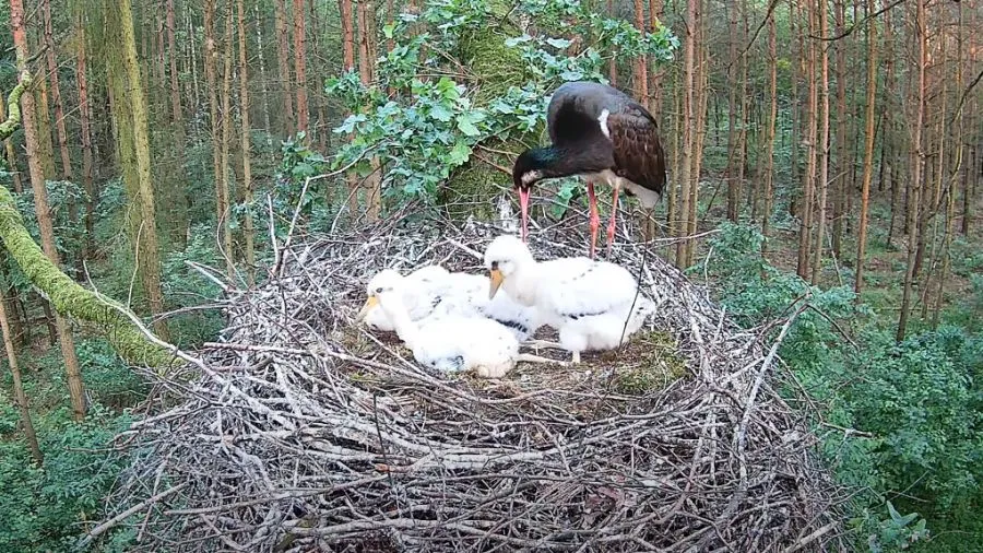pisklęta bociana w gnieździe
