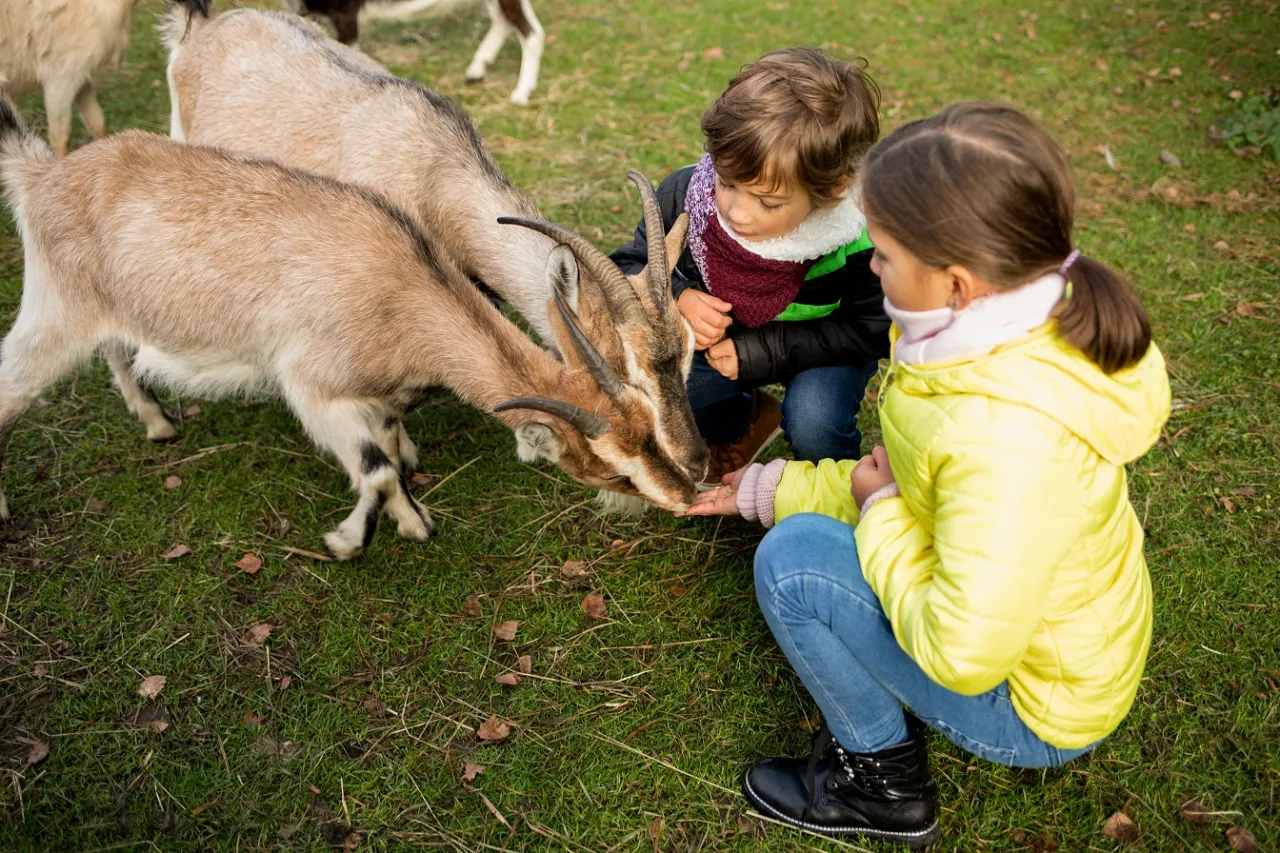 dziecko karmiące owcę w gospodarstwie agroturystycznym