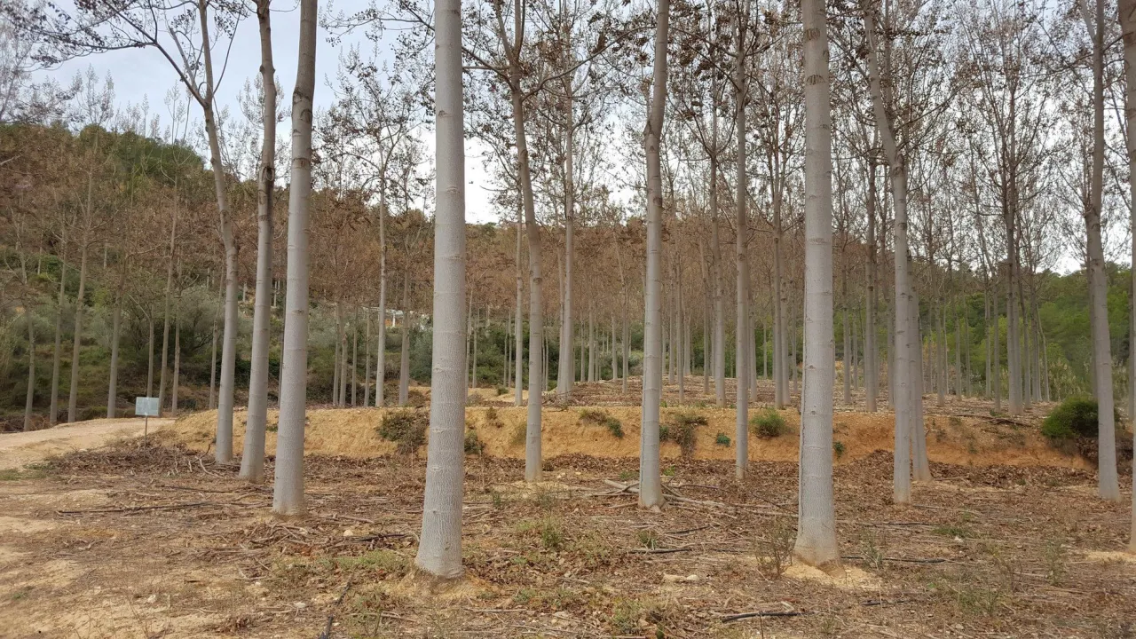 Rząd drzew tlenowych, niekt&oacute;re z widocznymi wadami, rośnie na zboczu.