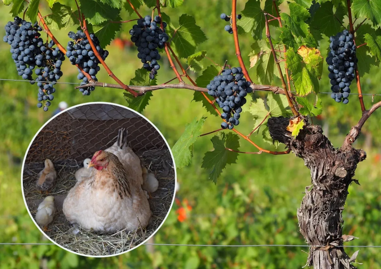 Kura z kurczętami w kurniku, idealna do stworzenia domowego nawozu do winogron.