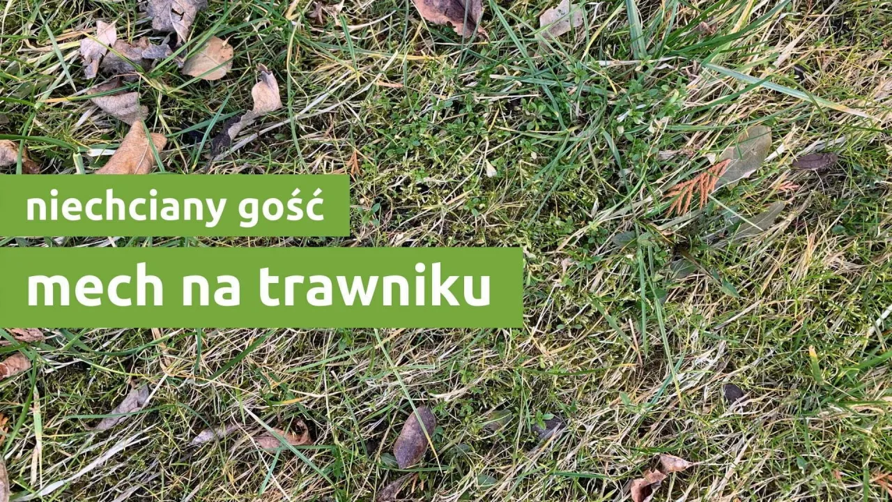 Mech na trawniku przyczyny