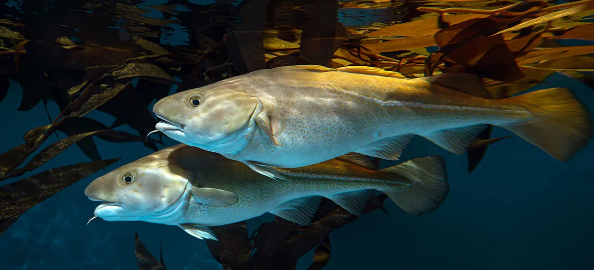 różne rodzaje białej ryby dorsz mintaj miruna