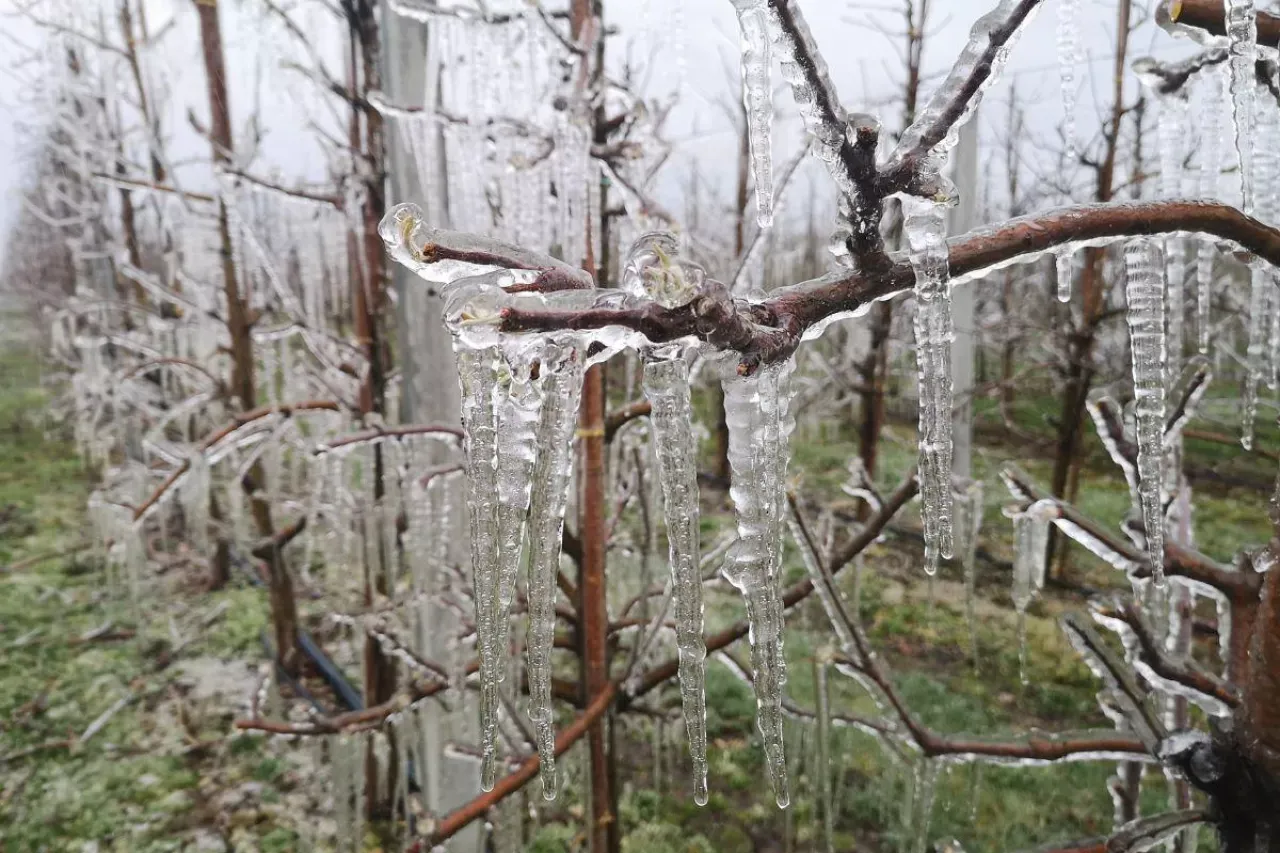 Mroźne sople zwisają z gałęzi drzew owocowych. To zimowe aktualności sadownicze, kt&oacute;re mogą niepokoić ogrodnik&oacute;w.