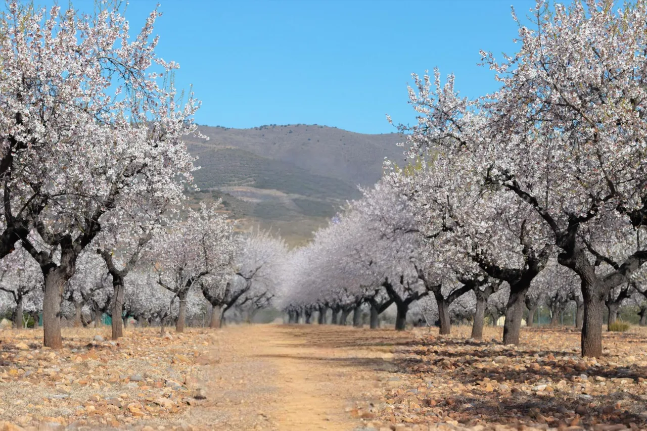Majorka wiosna kwitnące migdałowce rowerzyści