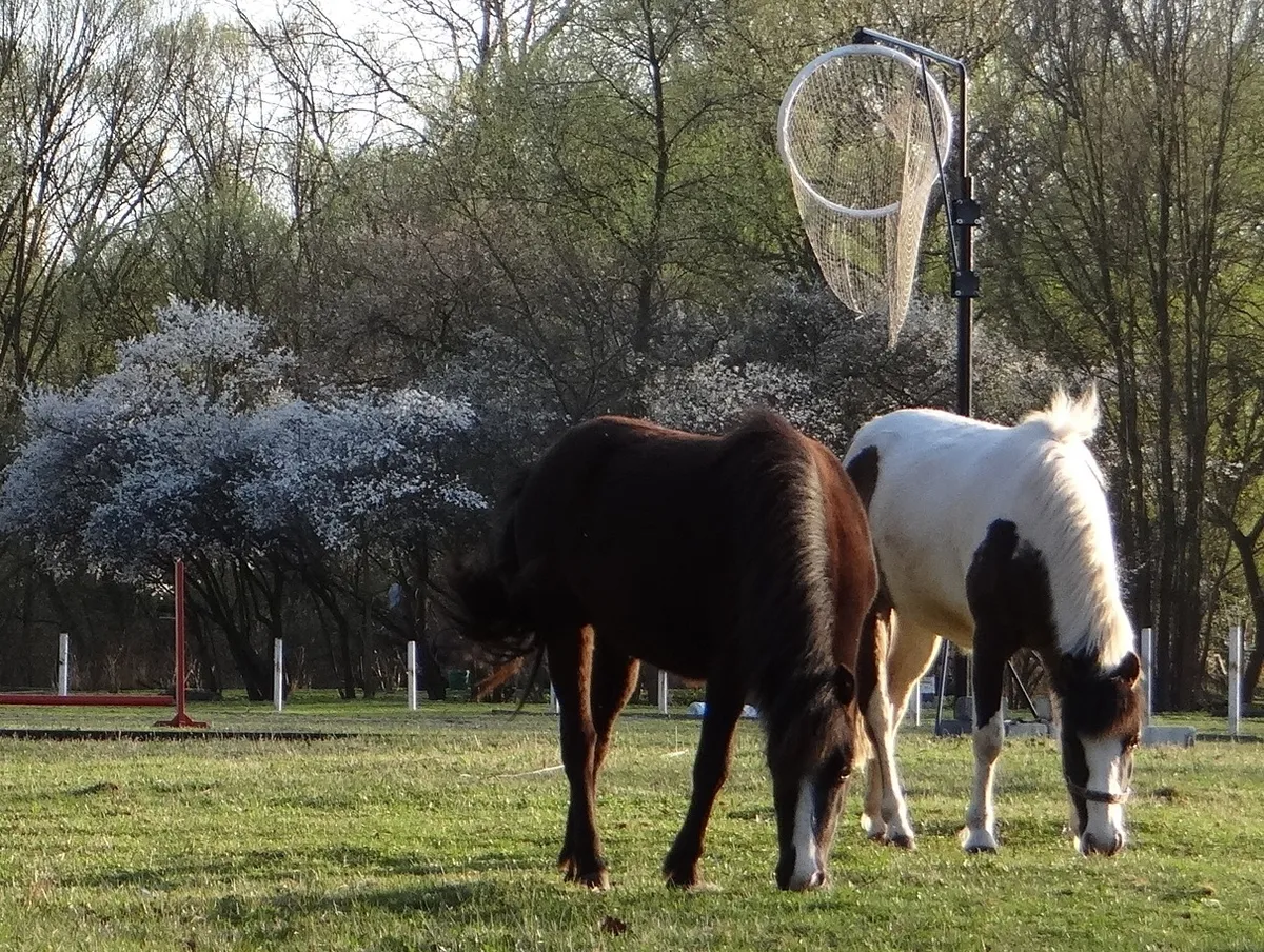 Konie w Chojnowskim Parku Krajobrazowym
