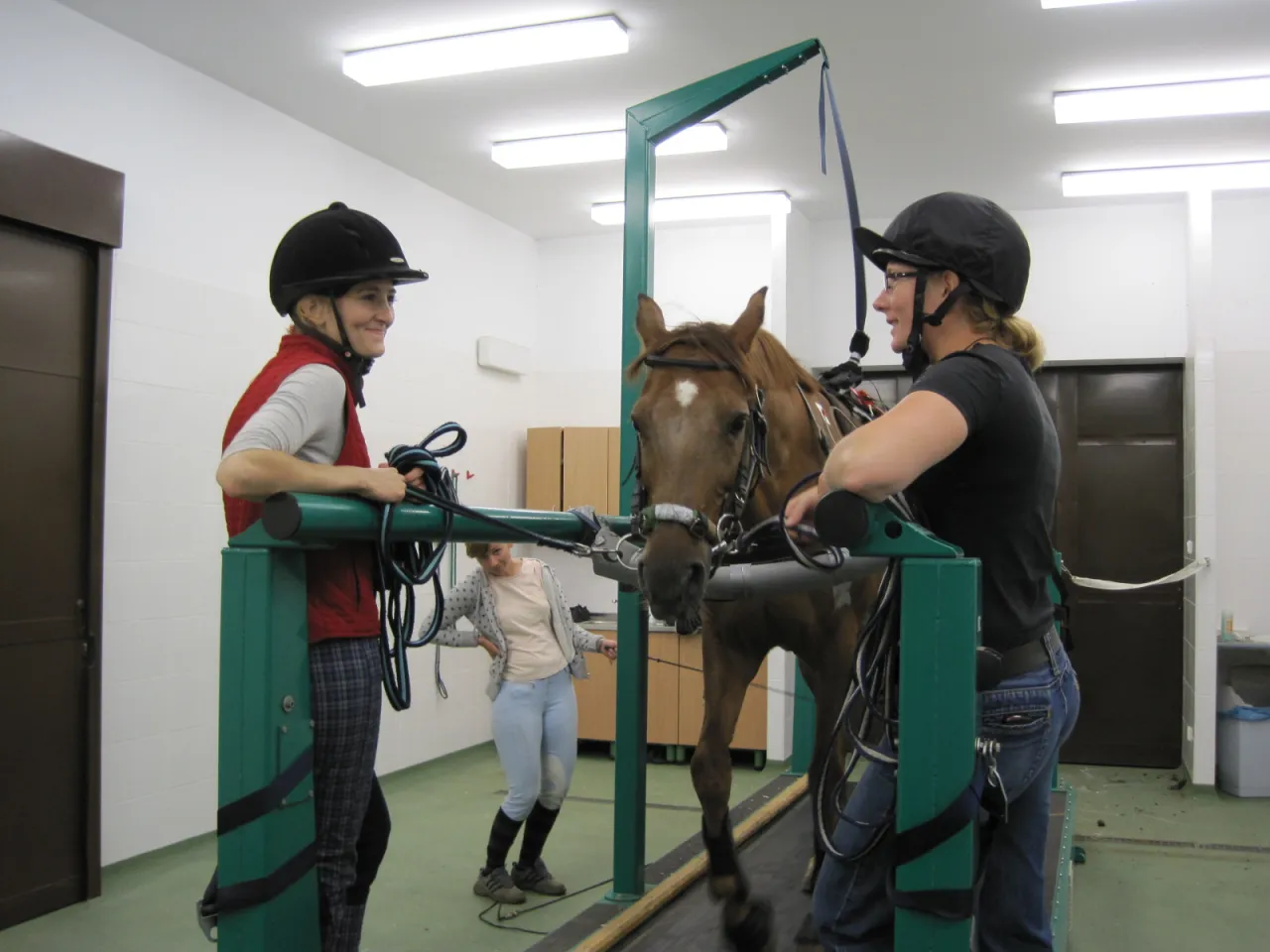 Badania genetyczne koni UWM