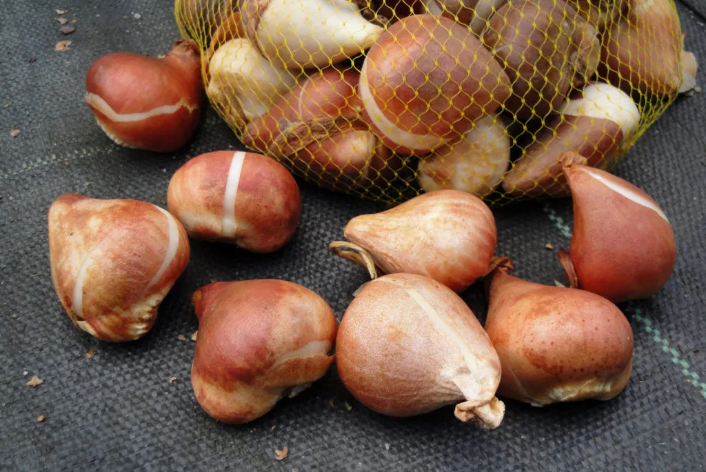 zdrowe cebulki tulipan&oacute;w