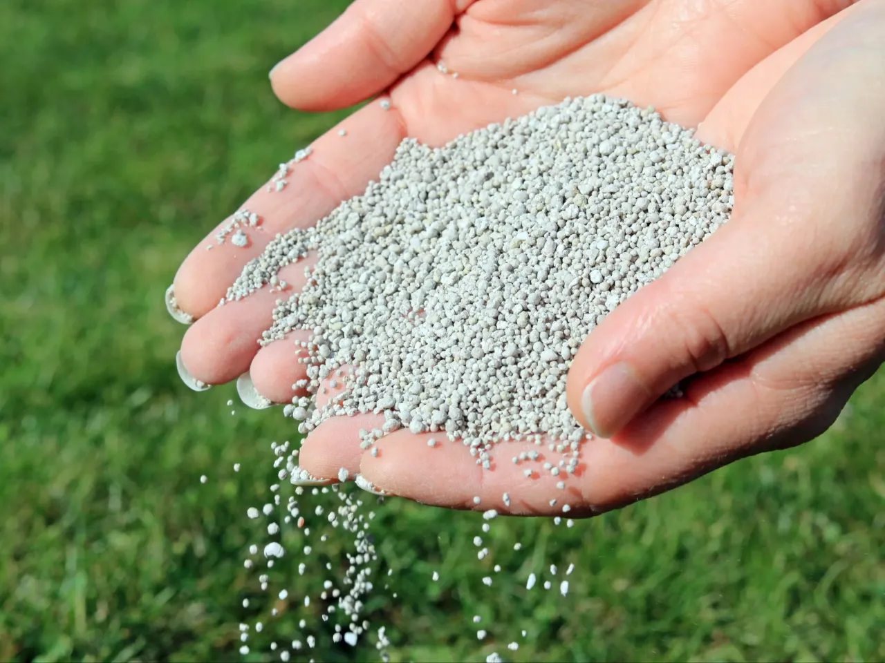 Zdrowy, gęsty trawnik