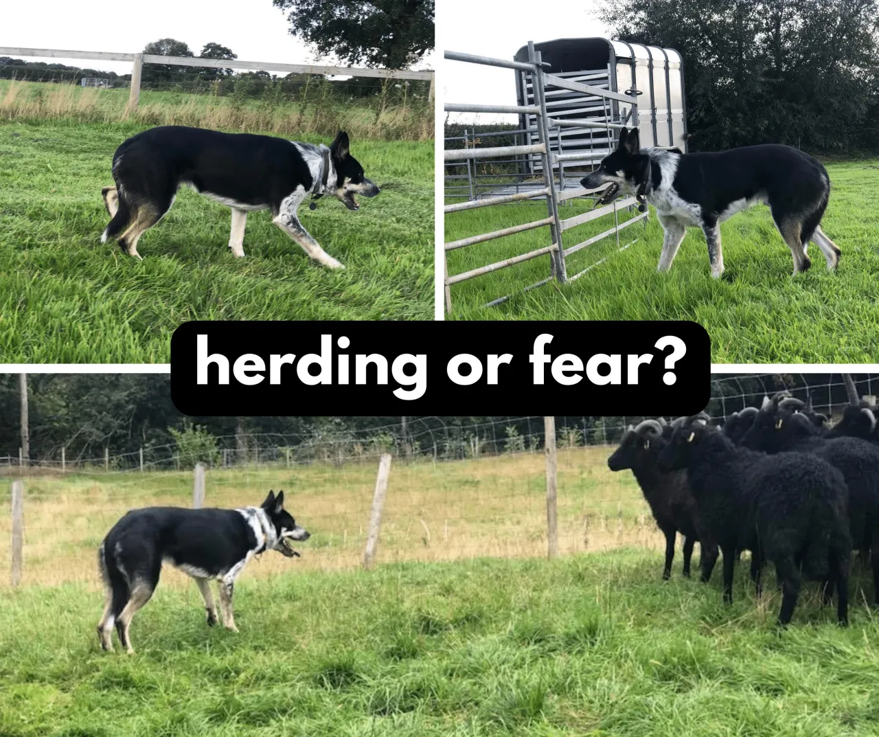 border collie herding instinct