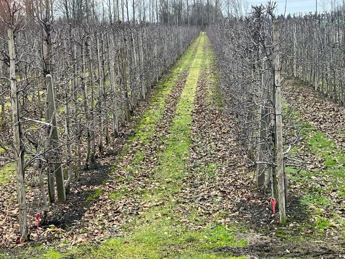 korzyści z przycinania drzew owocowych