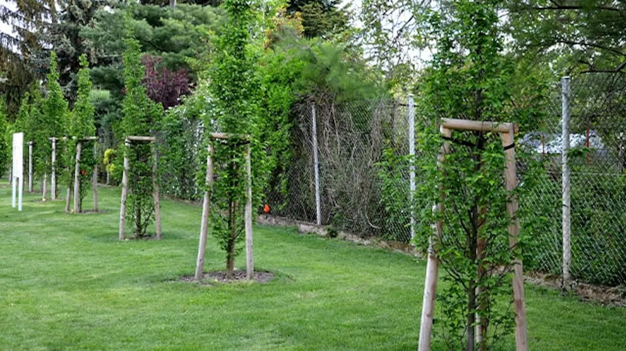 Drzewo w ogrodzie planowanie