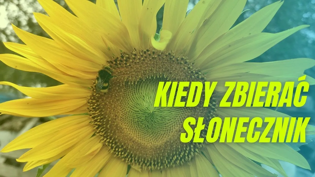 kiedy zbierać słonecznik jadalny