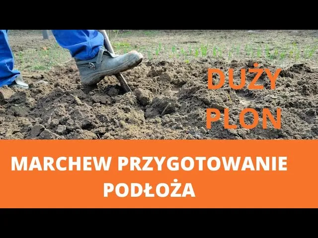 Przygotowanie gleby pod marchew, spulchnianie