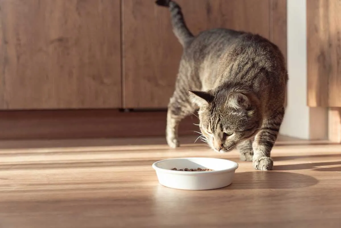 kot patrzący na miskę z migdałami