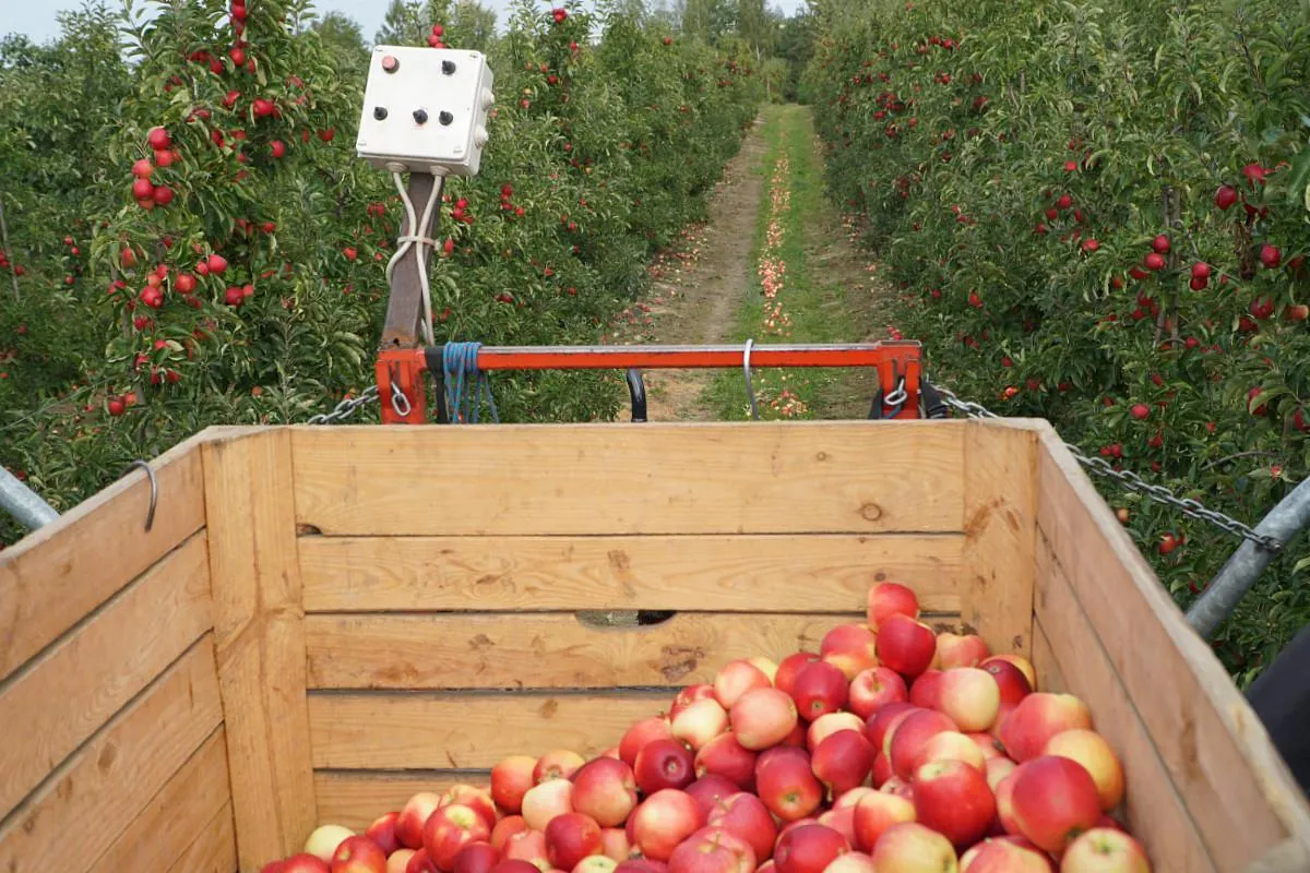 Pełny w&oacute;z jabłek z największych sad&oacute;w jabłek w Polsce. W tle rzędy drzew owocowych i droga.