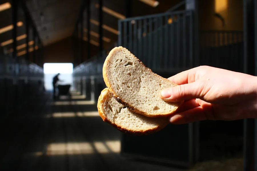 koń jedzący chleb suchy i świeży porównanie