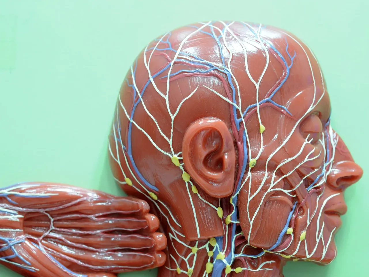 anatomia węzł&oacute;w chłonnych szyi