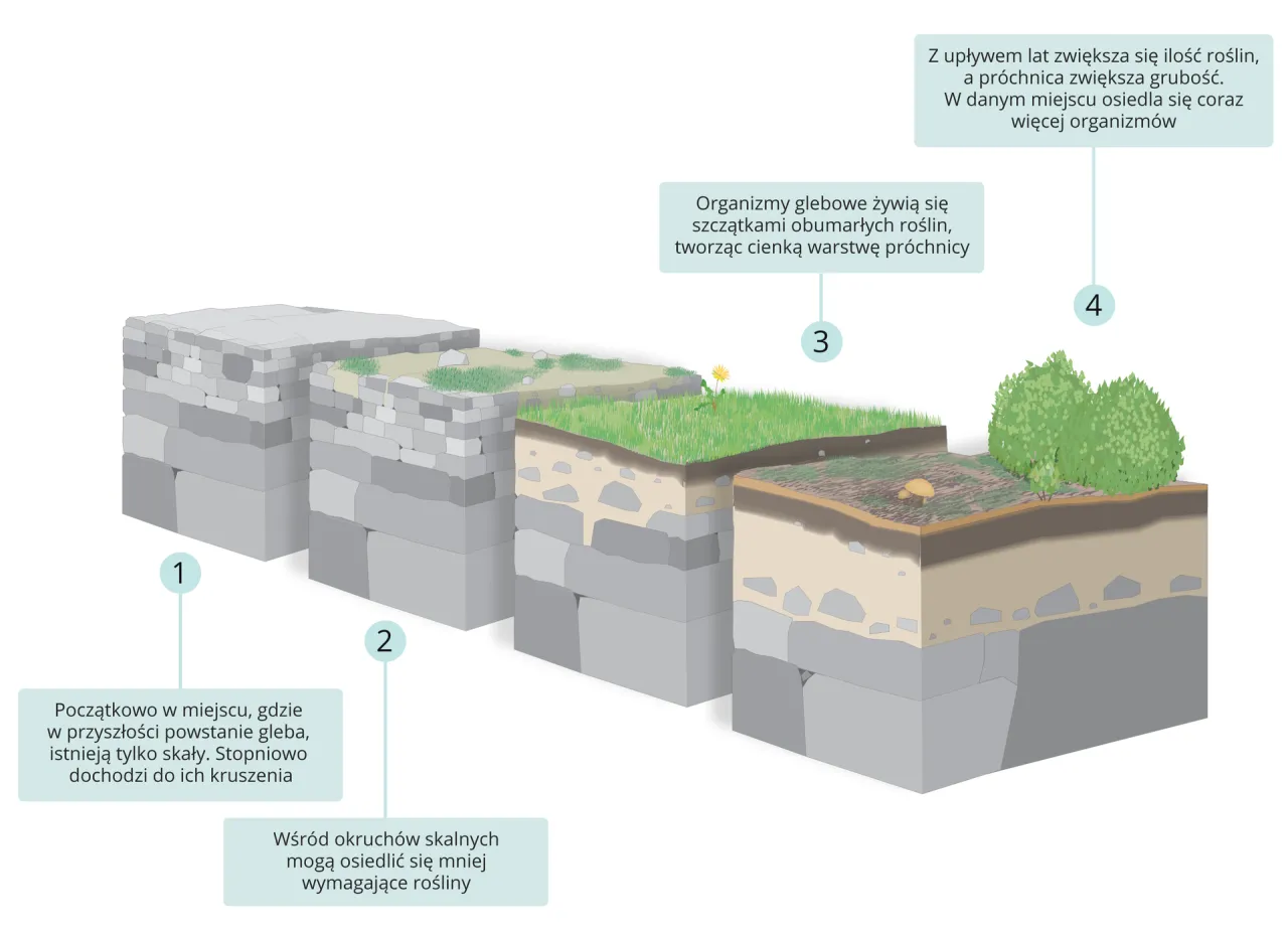 proces powstawania gleby etapy schemat