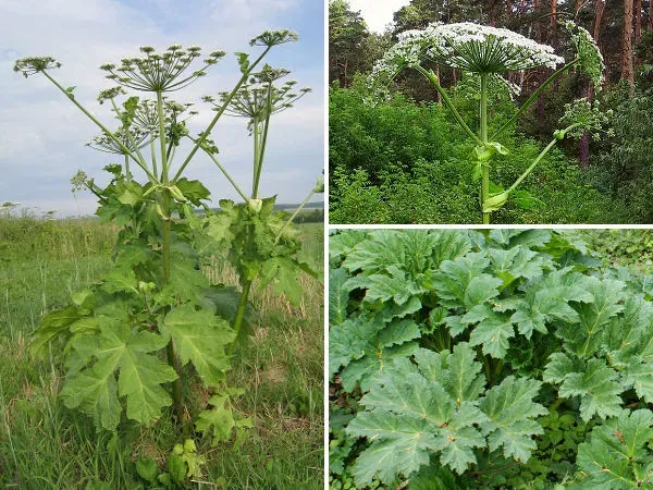 barszcz Sosnowskiego wygląd