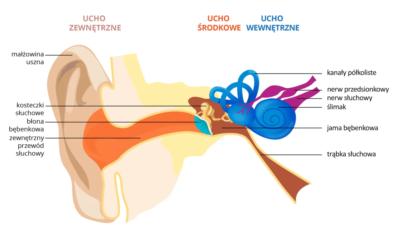 Przekr&oacute;j ucha wewnętrznego i zewnętrznego