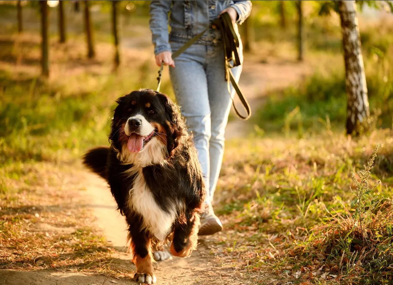 pies biegnący z człowiekiem w lesie