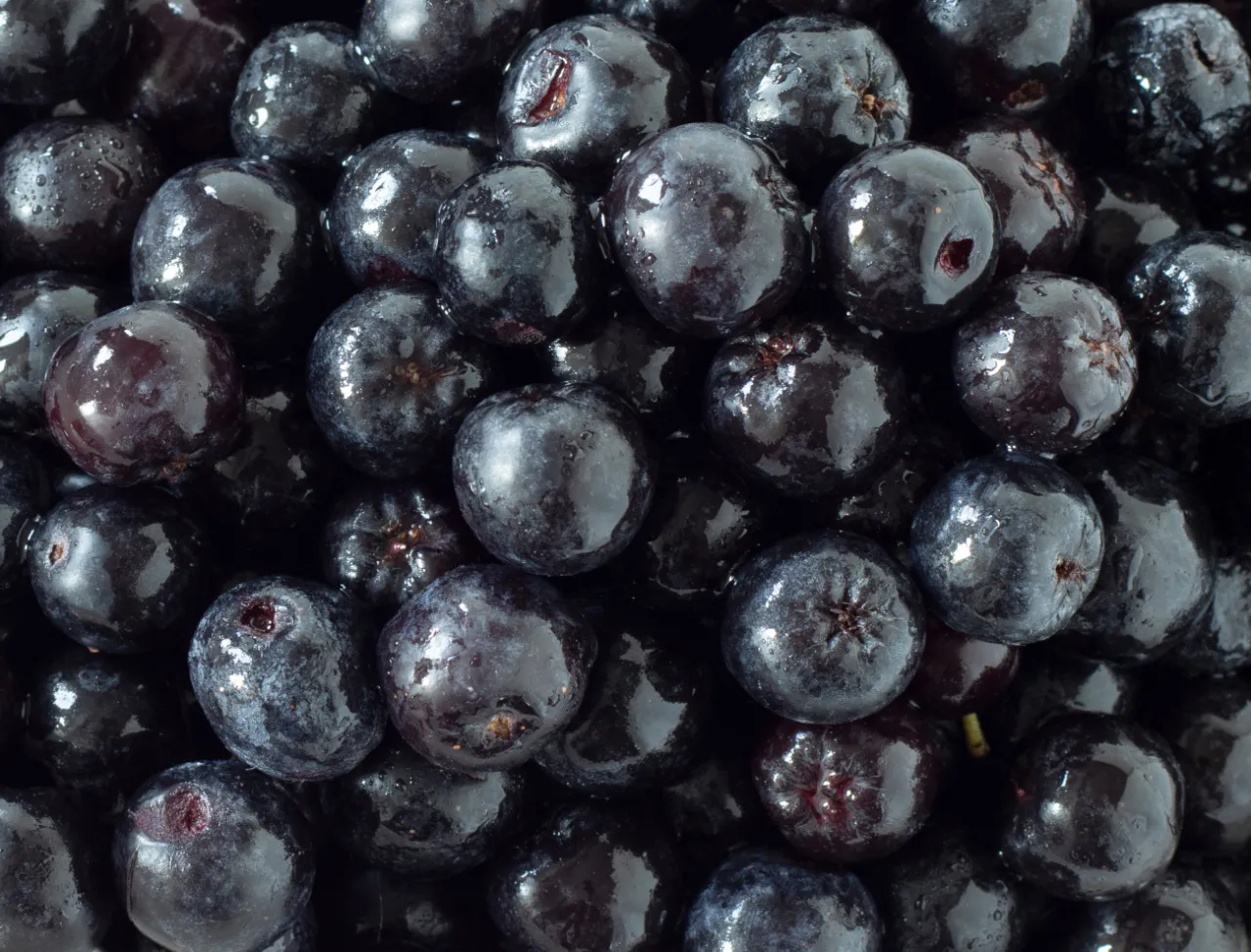aronia świeża suszona mrożona porównanie