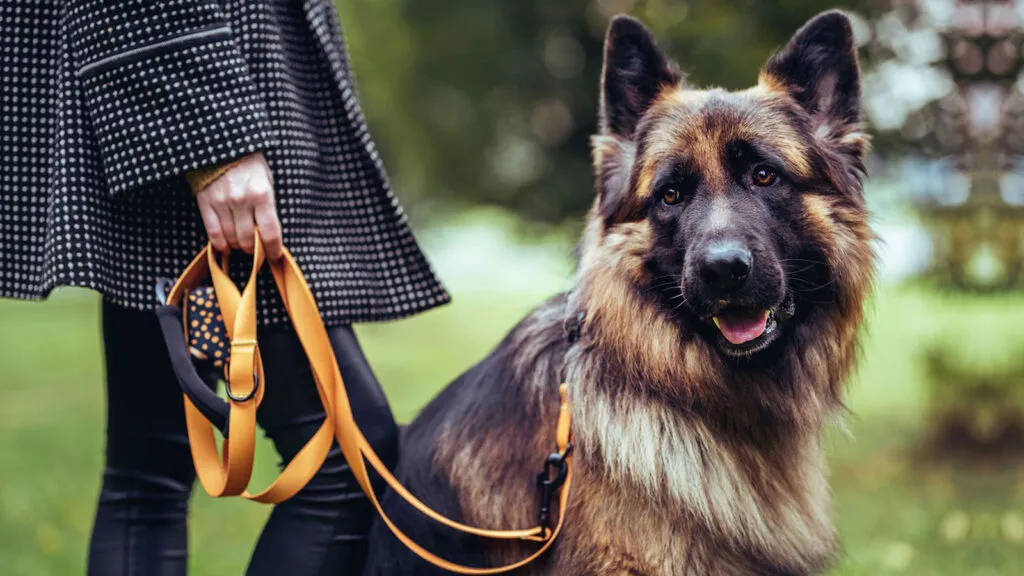 szczęśliwy owczarek niemiecki na spacerze