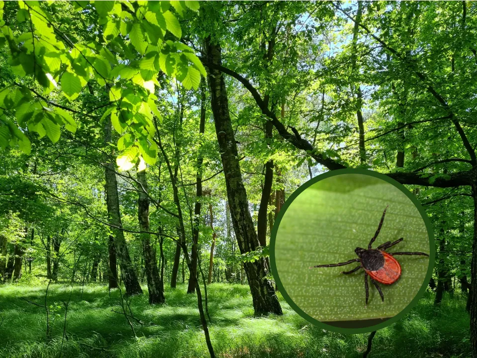 Osoba w lesie w jasnym ubraniu chroniącym przed kleszczami