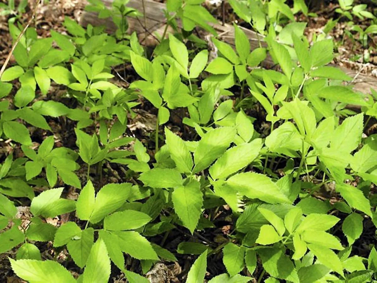 Najtrudniejsze chwasty w Polsce