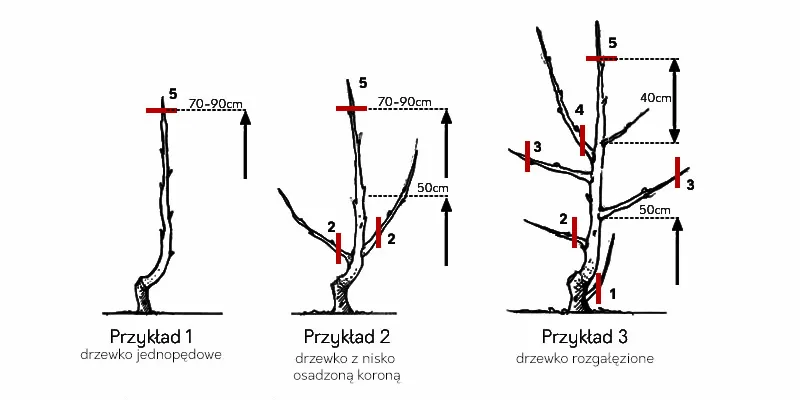 przycinanie drzew owocowych marzec