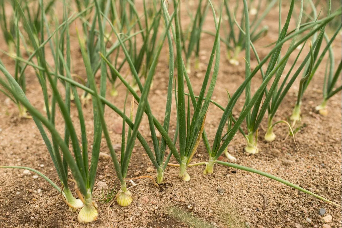 Cebula ozima w gruncie jesienią