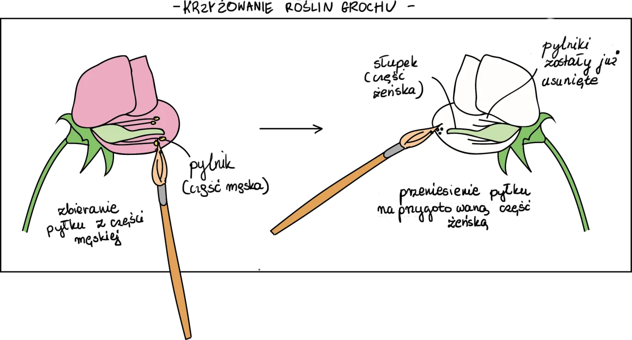 Grzegorz Mendel i rośliny grochu