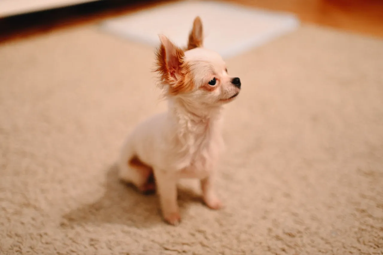 Zdjęcie Czy chihuahua gubi sierść? Odkryj, jak radzić sobie z linieniem