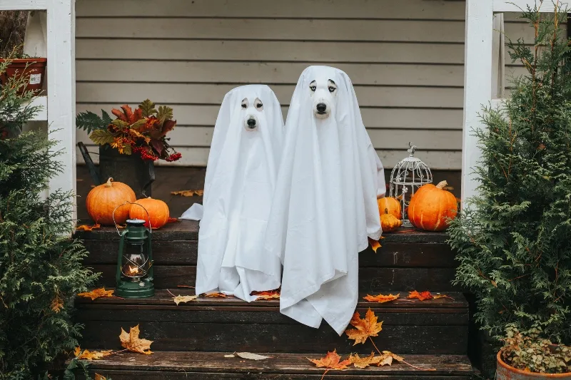 Zdjęcie Jak zrobić ozdoby Halloween: proste instrukcje i kreatywne pomysły