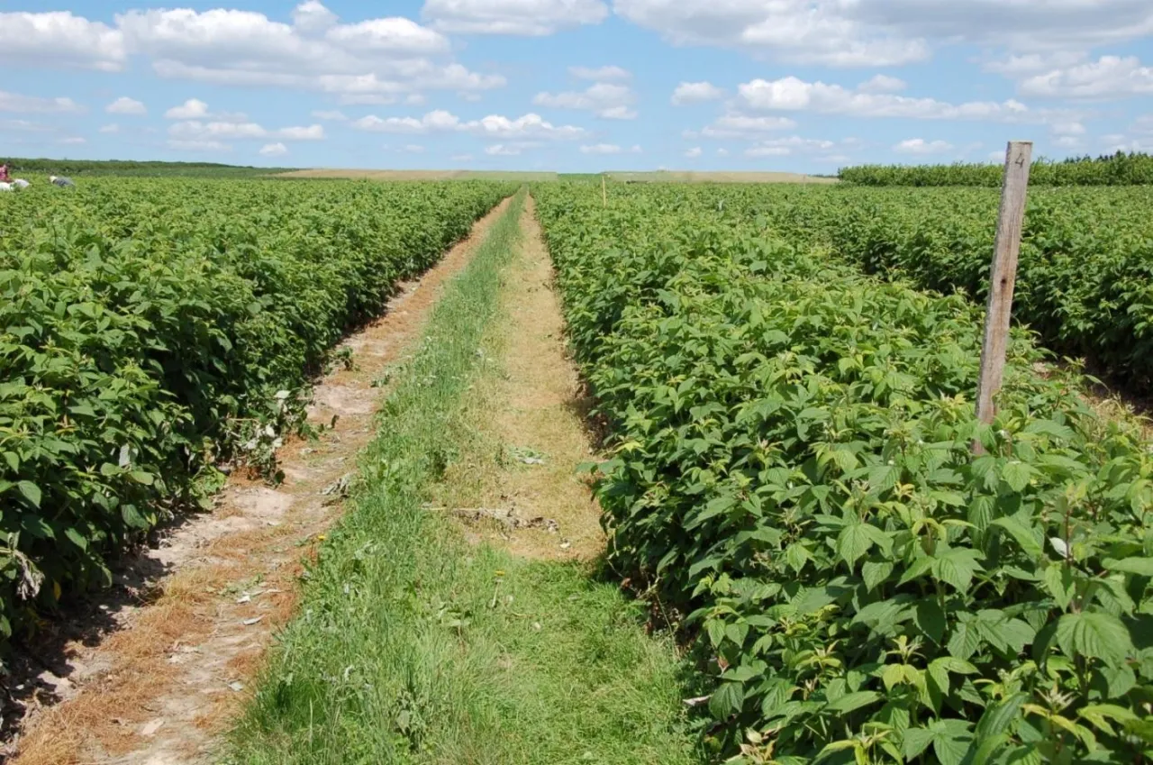 Zdjęcie Jakie nawozy pod maliny jesienne na wiosnę poprawią plonowanie?