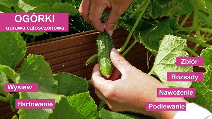 Zdjęcie Sezon na ogórki - do kiedy trwa, aby nie przegapić zbiorów
