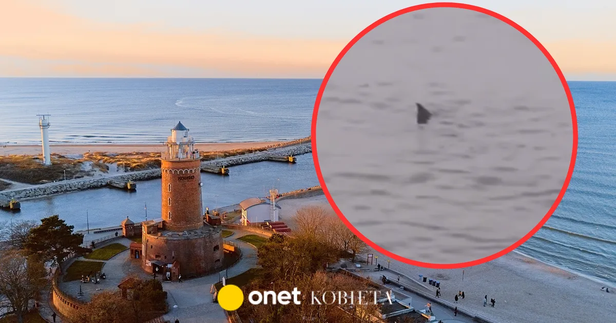 Zdjęcie Czy rekiny są w Bałtyku? Bezpieczeństwo kąpieli i ich obecność