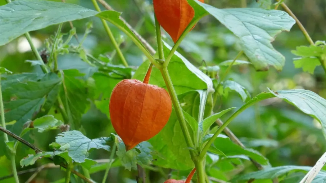 Zdjęcie Jak uprawiać physalis: proste kroki do zdrowych owoców w ogrodzie